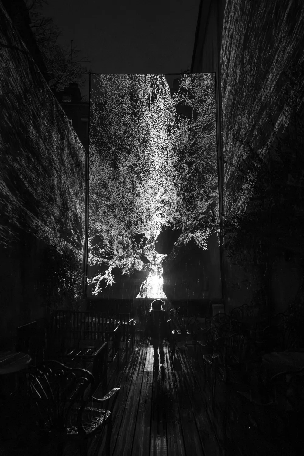 Oleaceae, by Structurals, for MurMur, 2025 (installation view 20)