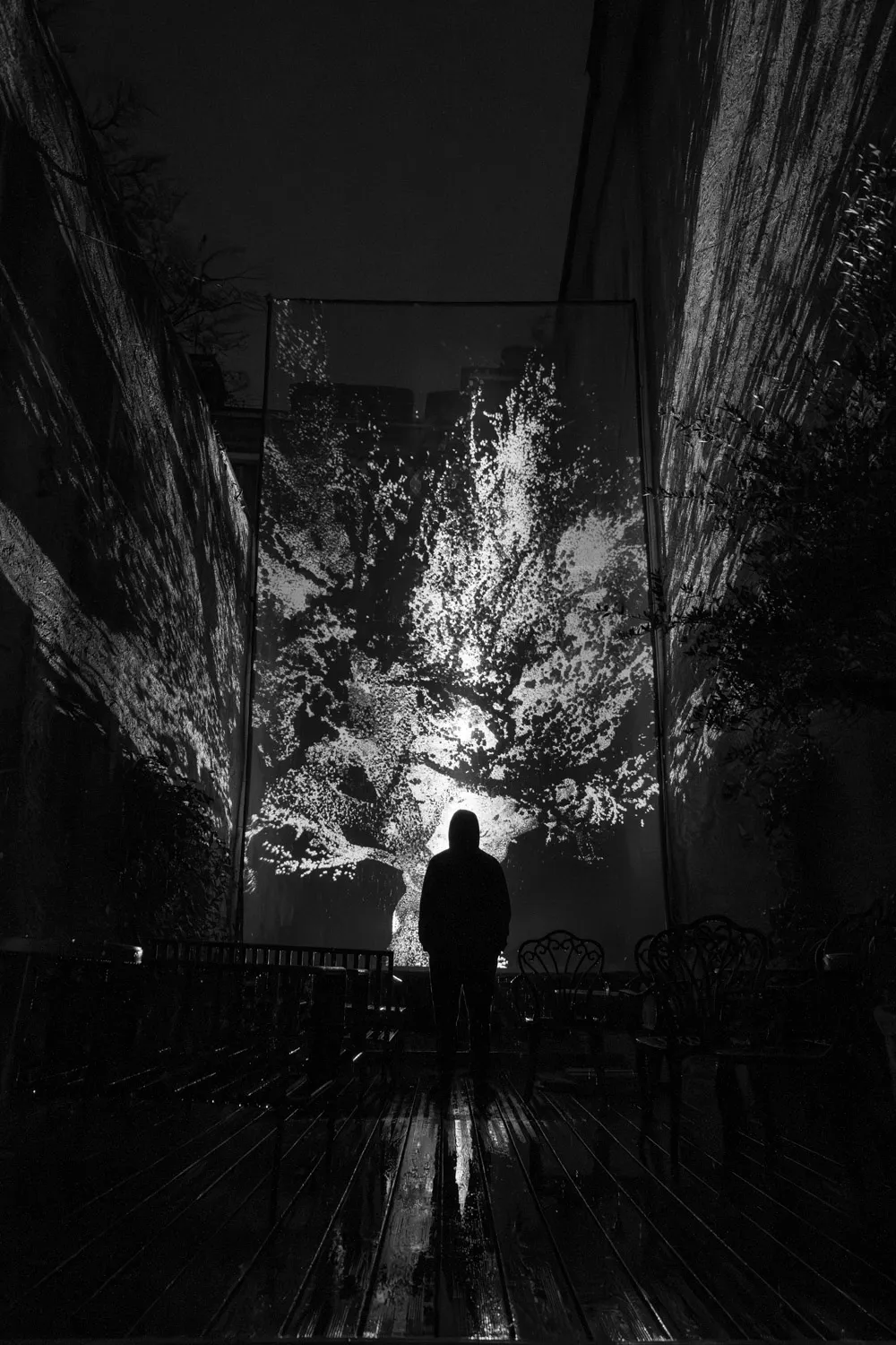 Oleaceae, by Structurals, for MurMur, 2025 (installation view 14)